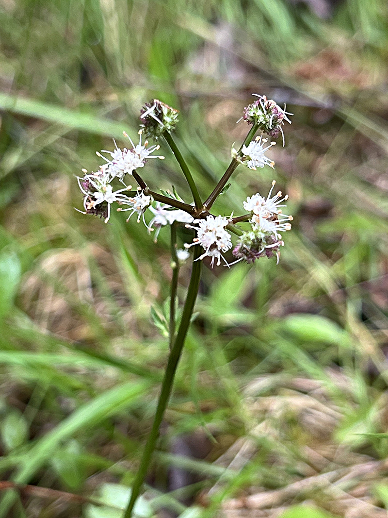Utflykt Till Dagn s n Naturskyddsf reningen Flen